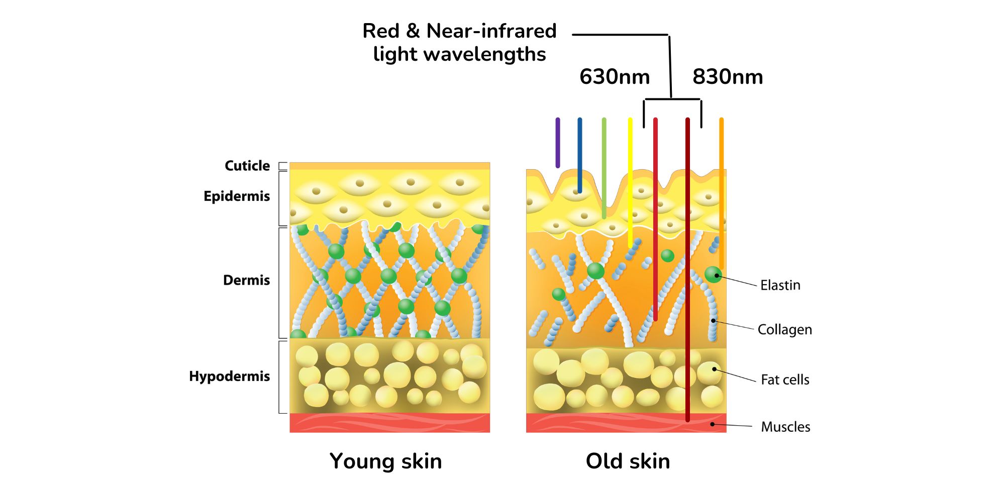 How red light therapy works Kandyway