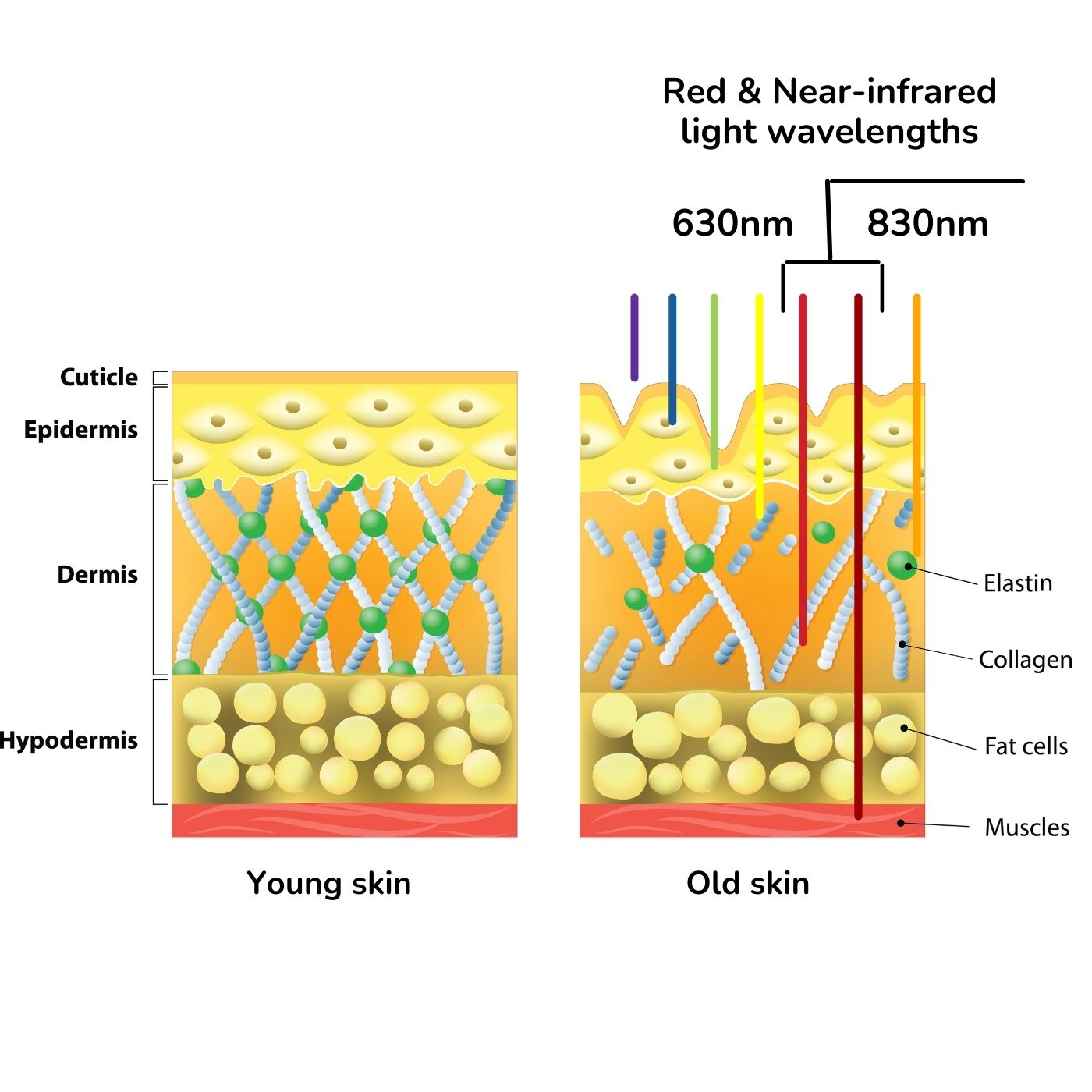 what does red light and near-infrared light do to the skin